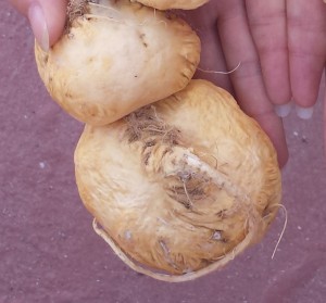 yellow maca